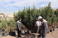 کاشت 1000 اصله درخت در شرکت فولاد غرب آسیا
