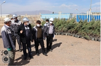 کاشت 1000 اصله درخت در شرکت فولاد غرب آسیا