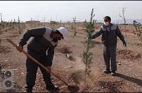 کاشت 1000 اصله درخت در شرکت فولاد غرب آسیا