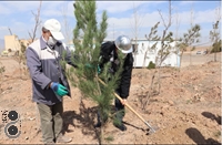 کاشت 1000 اصله درخت در شرکت فولاد غرب آسیا